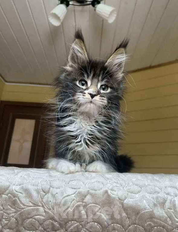 Кошки в других городах Московской области: Мейн-кун полидакт девчушка 🔥 Девочка, 80 000 руб. - фото 4
