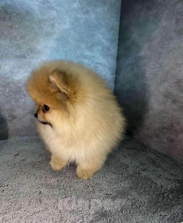 Собаки в Костроме: Померанский шпиц девочка Девочка, 60 000 руб. - фото 2