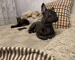 Собаки в Пензе: Французский бульдог вязка, Бесплатно - фото 3