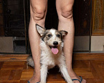 Собаки в Москве: Добрая малышка Вэнди ищет семью Девочка, Бесплатно - фото 5