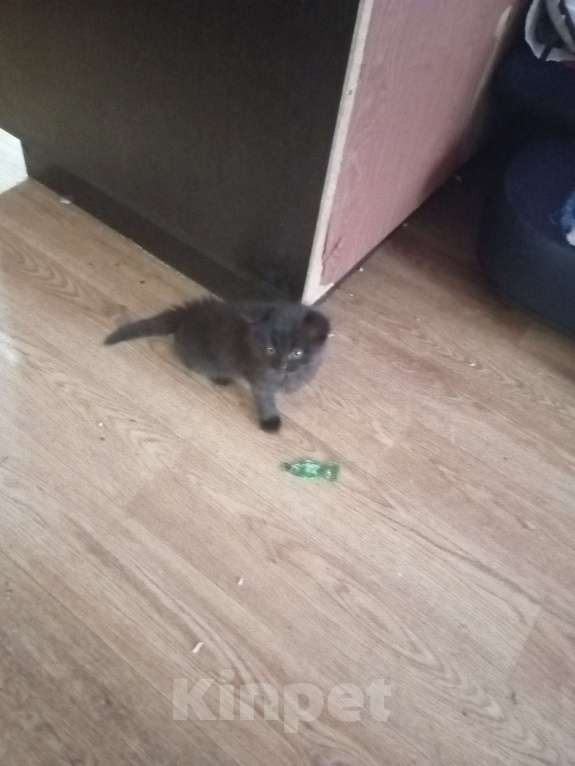 Кошки в Набережных Челнах: Котята Мальчик, Бесплатно - фото 4