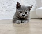 Кошки в Москве: Британский котенок Девочка, 25 000 руб. - фото 1