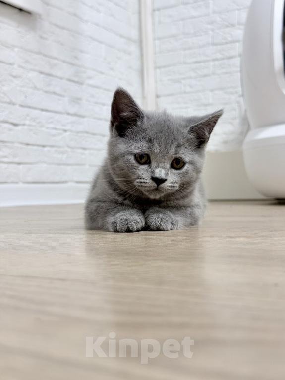 Кошки в Москве: Британский котенок Девочка, 25 000 руб. - фото 1