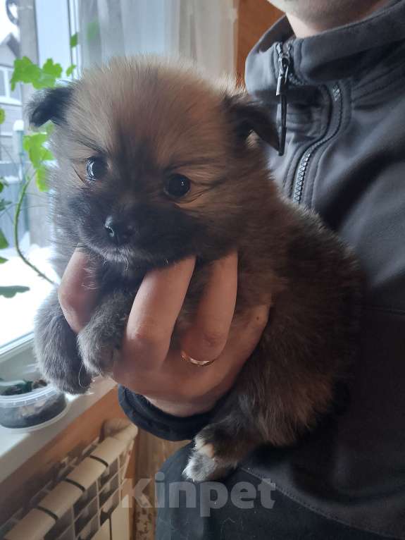 Собаки в других городах Тверской области: Померанский шпиц Девочка, Бесплатно - фото 1