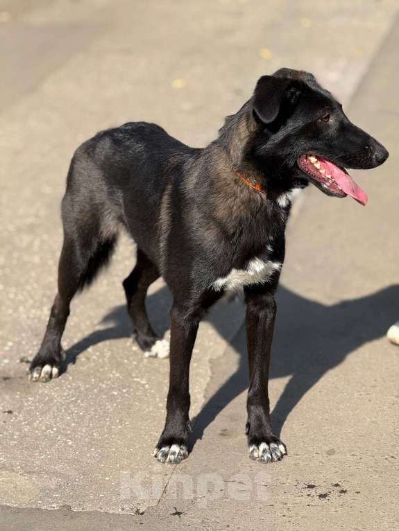 Собаки в Москве: Лилу Девочка, Бесплатно - фото 10