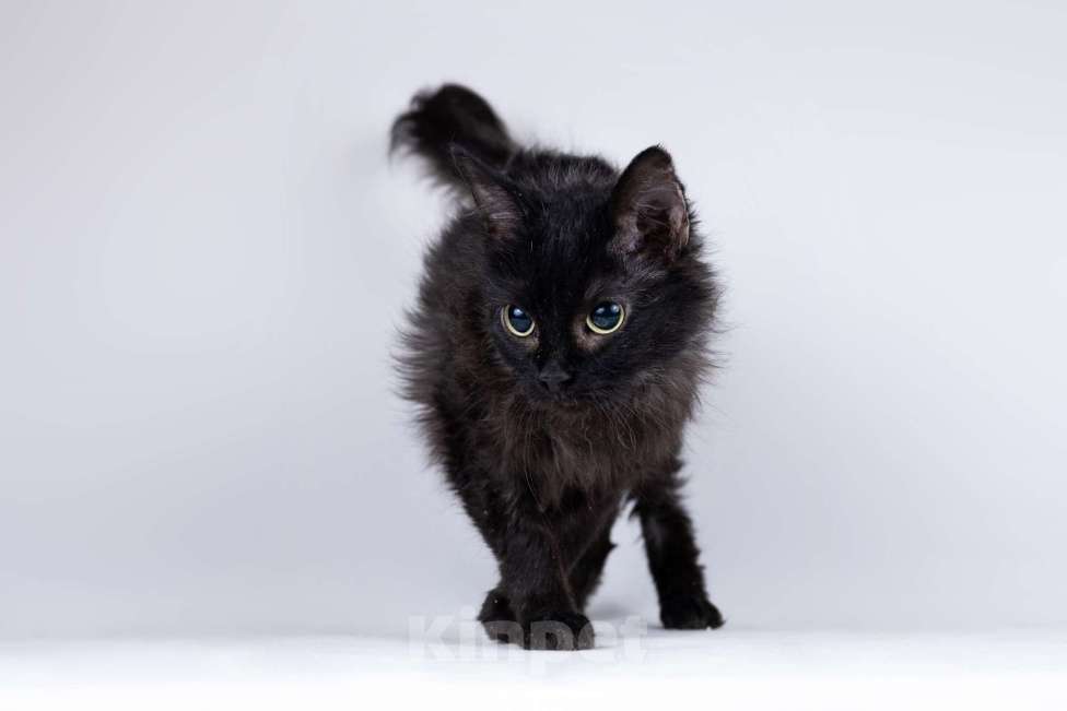 Кошки в Москве: Метис девон-рекса черная кошечка Лора в добрые руки Девочка, 1 руб. - фото 4