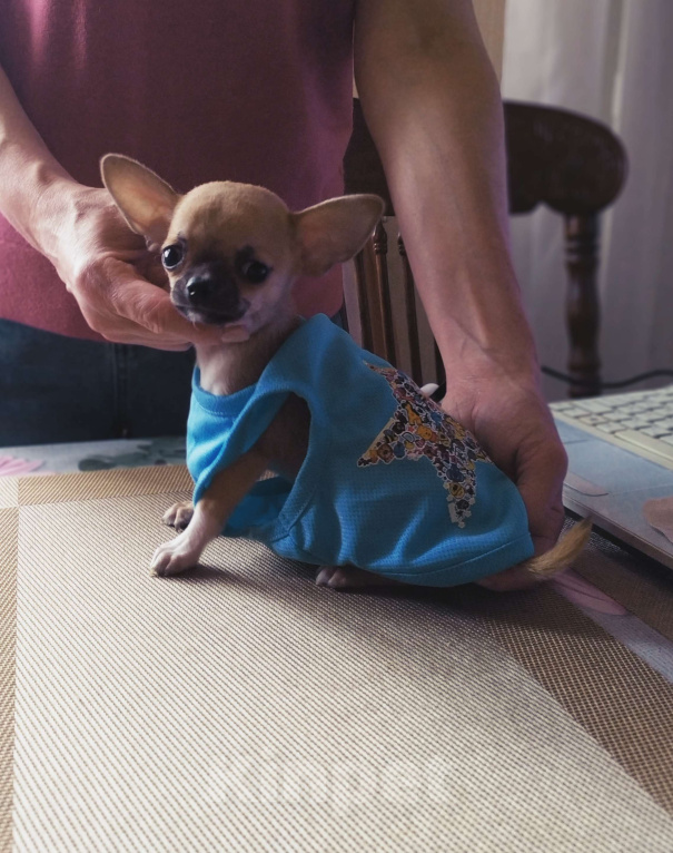 Собаки в Москве: Мини чихуахуа мальчик Мальчик, 45 000 руб. - фото 1