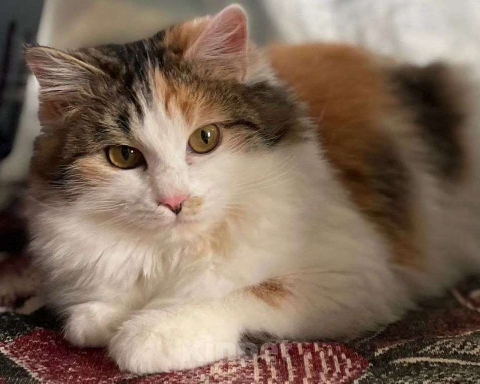 Кошки в Москве: Айва ищет дом Девочка, Бесплатно - фото 1