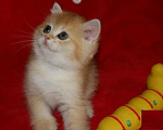 Кошки в Москве: Золотой прямоухий мальчик Мальчик, 30 000 руб. - фото 2