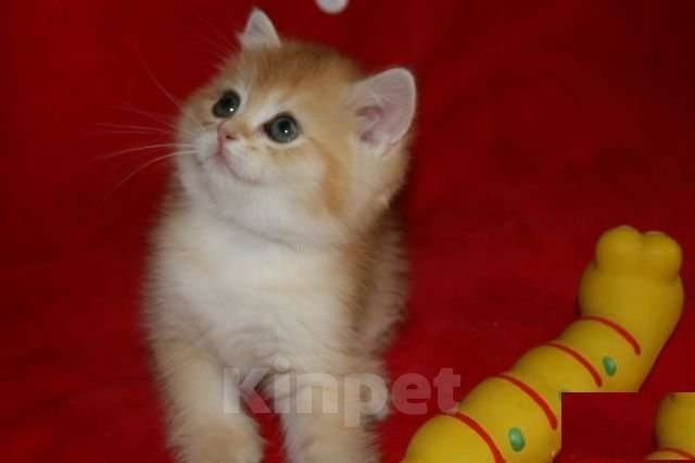 Кошки в Москве: Золотой прямоухий мальчик Мальчик, 30 000 руб. - фото 2