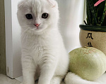 Кошки в Перми: Белоснежный шотландец Мальчик, 30 000 руб. - фото 1