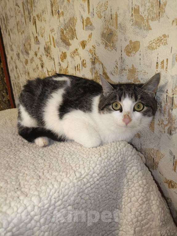 Кошки в Казани: Котенок подросток Мальчик, Бесплатно - фото 3