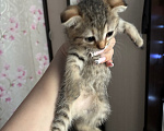 Кошки в Новосибирске: продам вислоухую кошечку Девочка, 1 000 руб. - фото 2