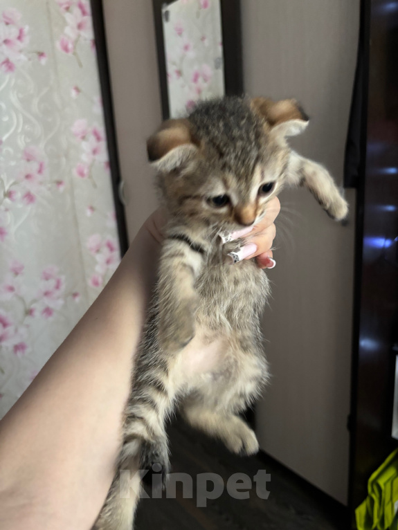 Кошки в Новосибирске: продам вислоухую кошечку Девочка, 1 000 руб. - фото 2
