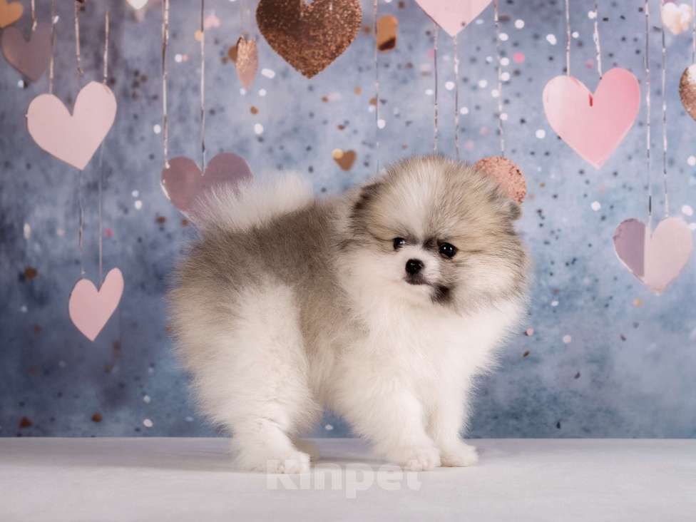 Собаки в Москве: Немецкий шпиц, щенок Девочка, 90 000 руб. - фото 2