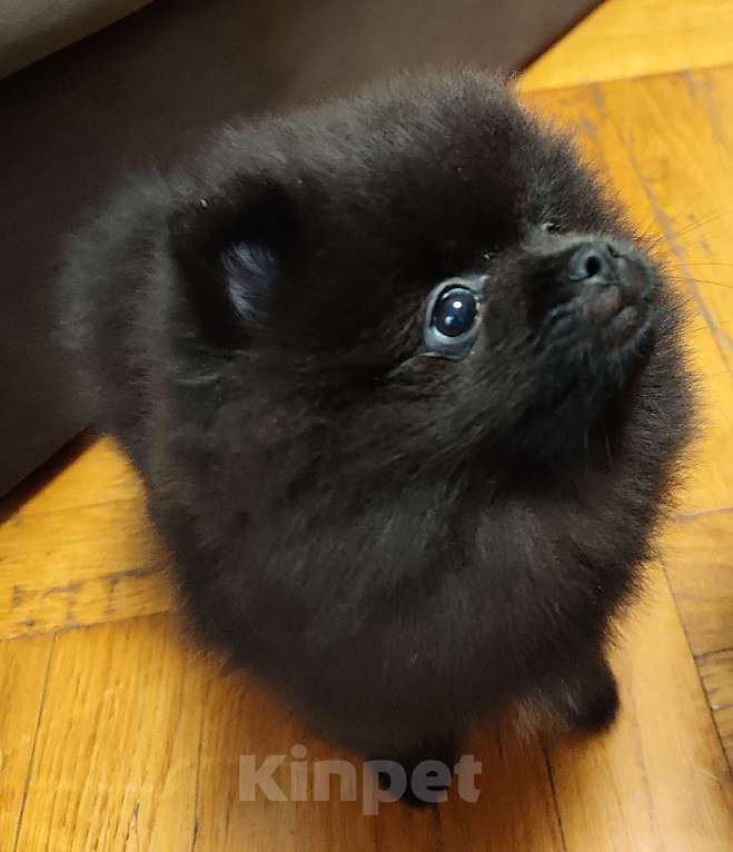 Собаки в Екатеринбурге: Щенок малого немецкого шпица Мальчик, 45 000 руб. - фото 2