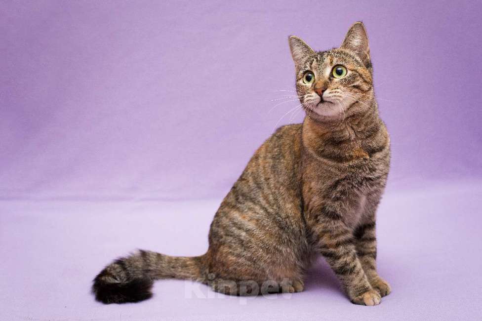 Кошки в Москве: Разноцветная красавица Линда. Кошка в добрые руки. Девочка, Бесплатно - фото 2