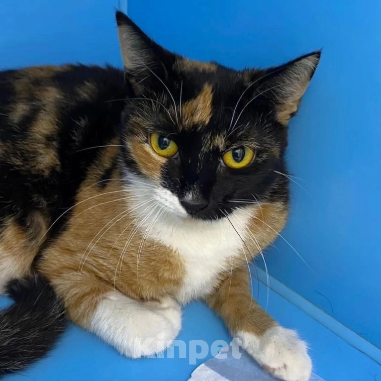 Кошки в Москве: Маленькой кисе сломали хвостик Девочка, Бесплатно - фото 2