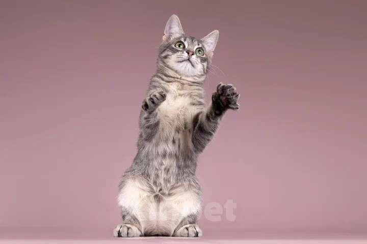 Кошки в Москве: Милая девочка-котенок Маруся в добрые руки Девочка, Бесплатно - фото 5