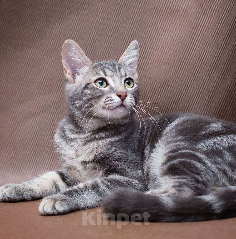 Кошки в Москве: Каким нужно быть, чтобы тебя полюбили? Мальчик, Бесплатно - фото 5