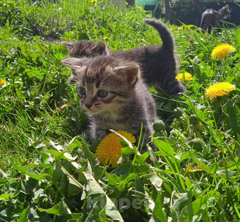 Кошки в Москве: Очаровательный игривый пасхальный котёнок Мальчик, 1 руб. - фото 2
