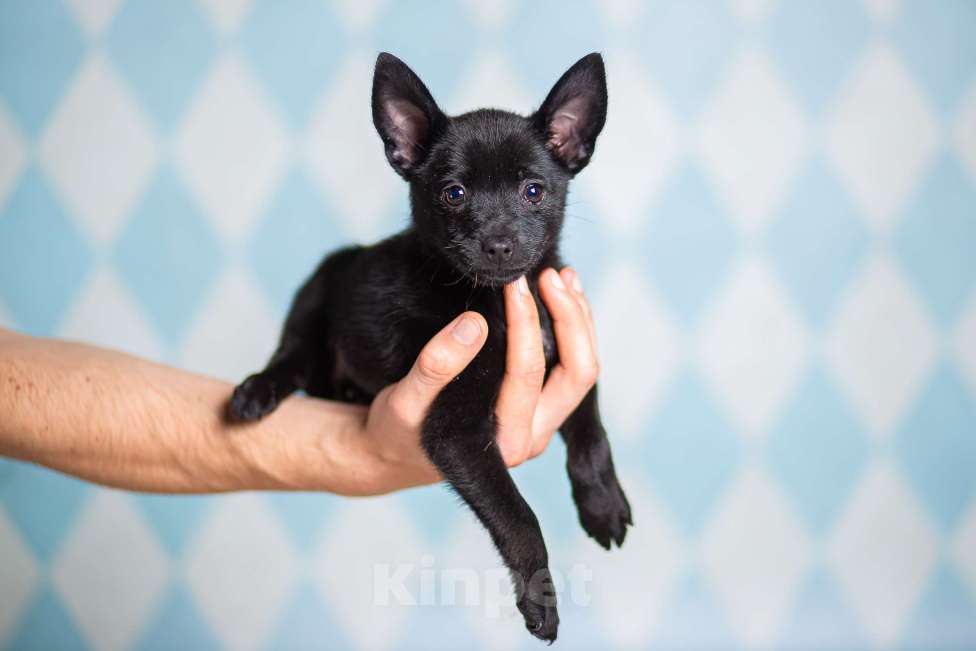 Собаки в Москве: Щенки от шпица и пинчера в добрые руки Девочка, 1 руб. - фото 3