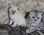Кошки в Пушкино: Котёнок. Мальчик, 10 000 руб. - фото 3