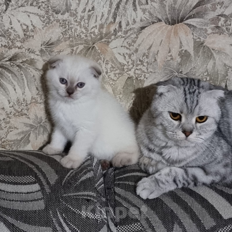 Кошки в Пушкино: Котёнок. Мальчик, 10 000 руб. - фото 3