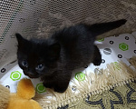 Кошки в Бузулуке: Умный котёнок ищет дом Мальчик, Бесплатно - фото 2