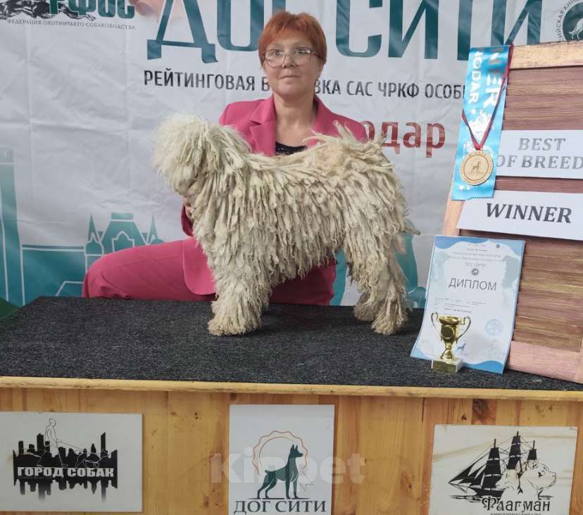 Собаки в Ростове-на-Дону: Молодой кобель пули Мальчик, 30 000 руб. - фото 2