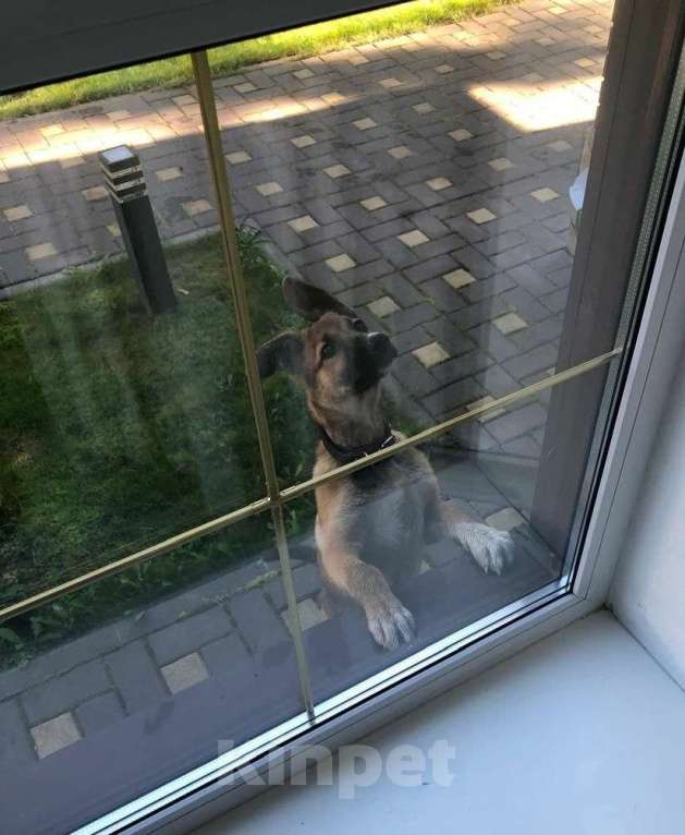 Собаки в Москве: Щенок метис очарки вдар Девочка, Бесплатно - фото 5