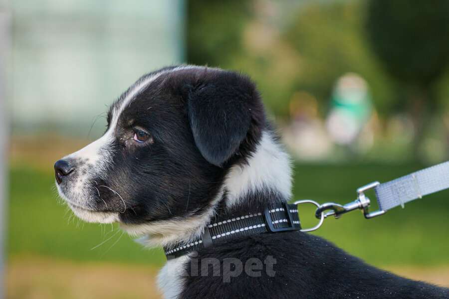 Собаки в Москве: Ищу родителей! В добрые руки. Мальчик, Бесплатно - фото 3