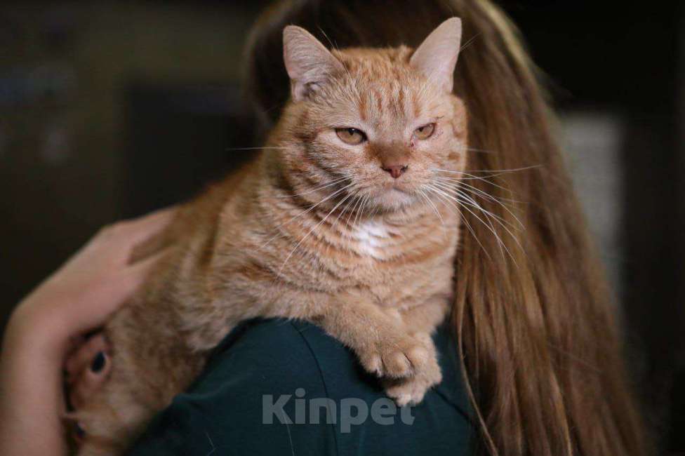 Кошки в Москве: Котик в добрые руки Мальчик, Бесплатно - фото 2