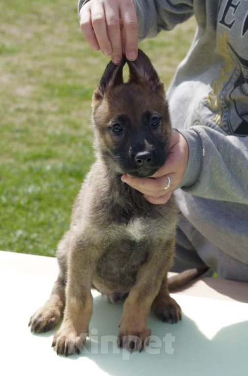 Собаки в Анапе: Продаются потрясающие щенки немецкой овчарки  Девочка, 60 000 руб. - фото 5