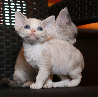 Девон рекс девочка