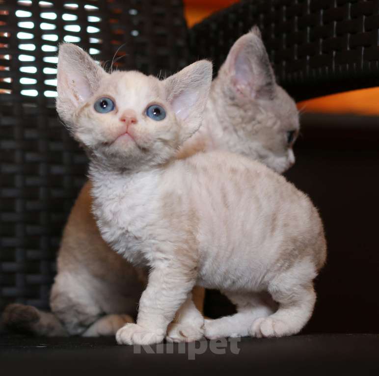 Кошки в Санкт-Петербурге: Девон рекс девочка Девочка, 60 000 руб. - фото 1