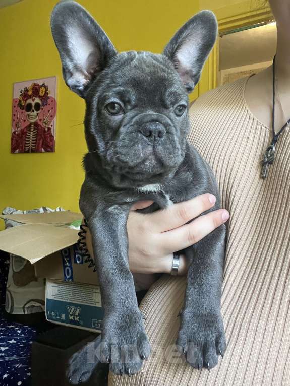 Собаки в Москве: Французский бульдог щенок Мальчик, 50 000 руб. - фото 4