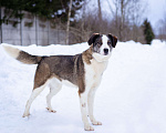 Собаки в Москве: Собака-позитив, добрая, ласковая Груня ищет дом Девочка, Бесплатно - фото 4