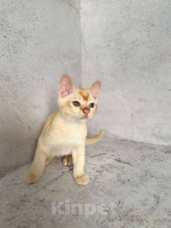 Кошки в Москве: Бурма красного окраса!  Мальчик, 50 000 руб. - фото 6