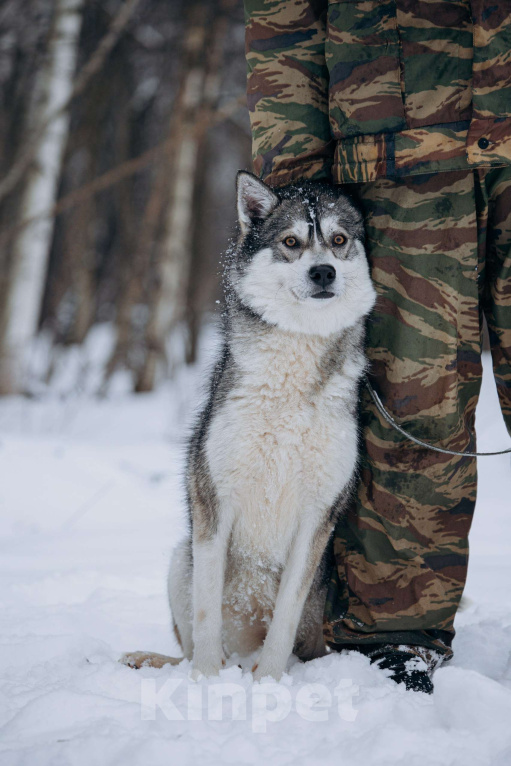 Собаки в Москве: Активная девчонка в поисках дома! Девочка, Бесплатно - фото 4