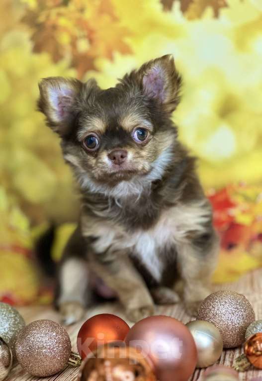 Собаки в Москве: Шикарная малышка чихуахуа Девочка, 60 000 руб. - фото 2