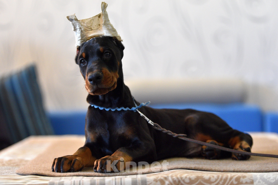 Собаки в Москве: Замечательный мальчишка Мальчик, 100 000 руб. - фото 1