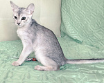 Кошки в Тюмени: Красивый котенок аби серебро Мальчик, 55 000 руб. - фото 1