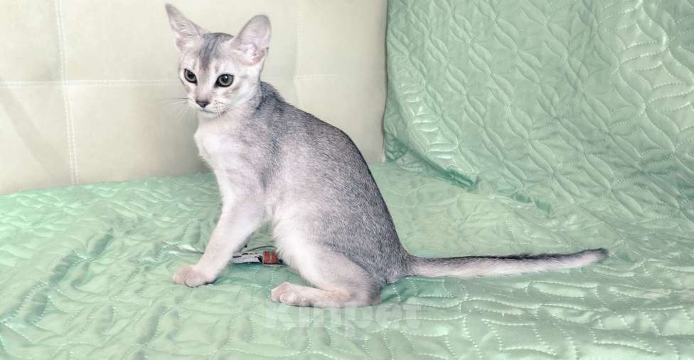 Кошки в Тюмени: Красивый котенок аби серебро Мальчик, 55 000 руб. - фото 1