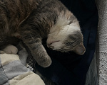Кошки в Томске: Коты Девочка, Бесплатно - фото 2