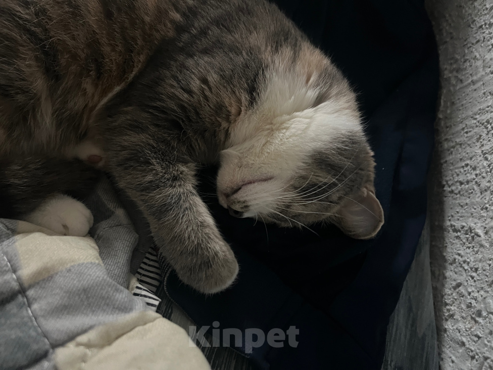 Кошки в Томске: Коты Девочка, Бесплатно - фото 2