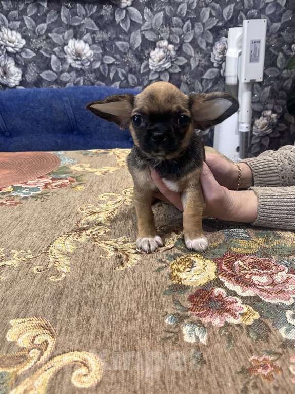 Собаки в Ярославле: Щенок чихуахуа,  мальчик  Мальчик, 20 000 руб. - фото 3