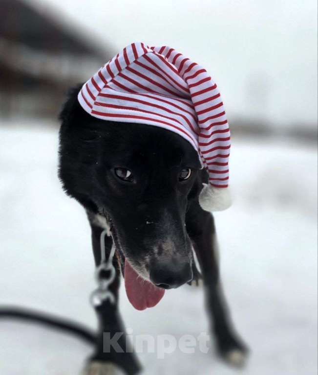 Собаки в Королеве: Разрешите представить красавчика Добби! Мальчик, Бесплатно - фото 1