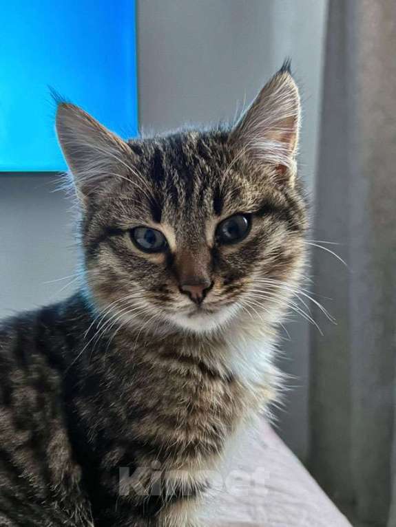Кошки в Москве: Солнечный добрый котенок Васенька ищет семью Мальчик, 10 руб. - фото 3