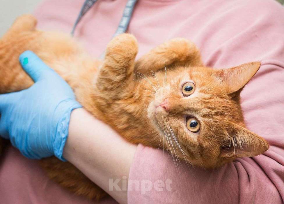 Кошки в Москве: Рыжий котенок подросток в добрые руки  Мальчик, Бесплатно - фото 1